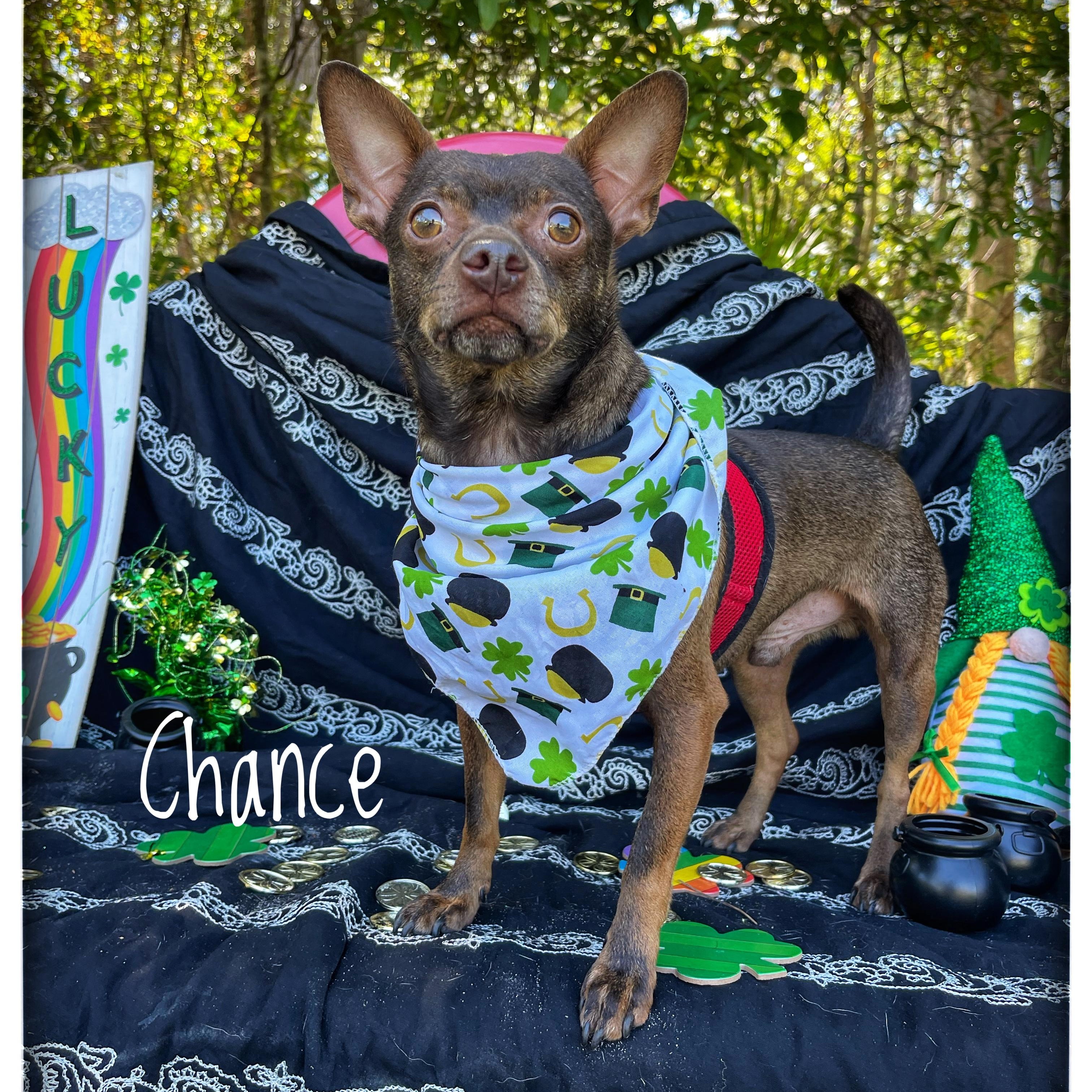 Chance, Adult Male Chihuahua