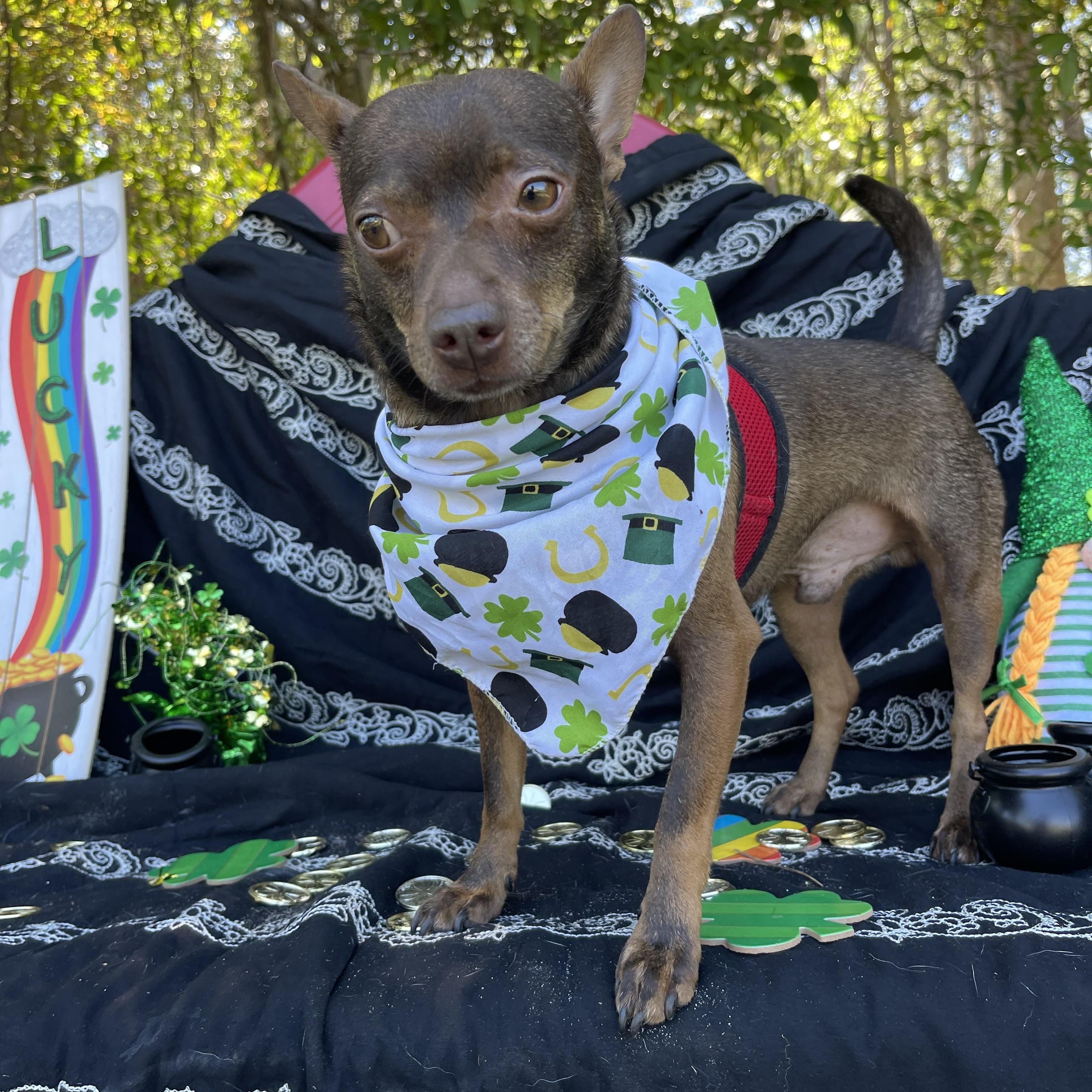 Chance, a Adoptable mixed breed in Sebring, FL image 2/6