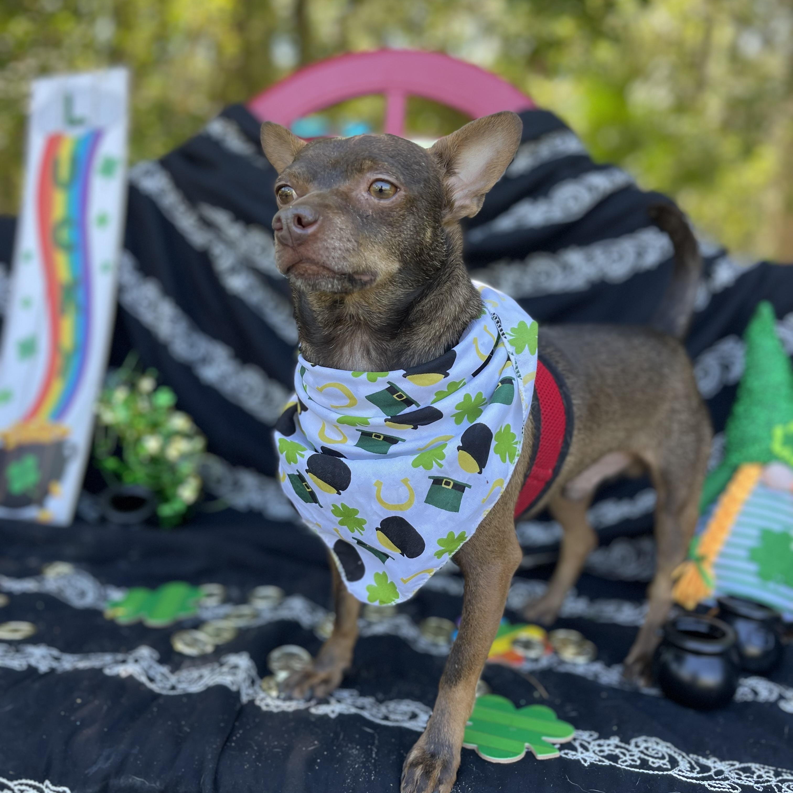 Chance, a Adoptable mixed breed in Sebring, FL image 3/6