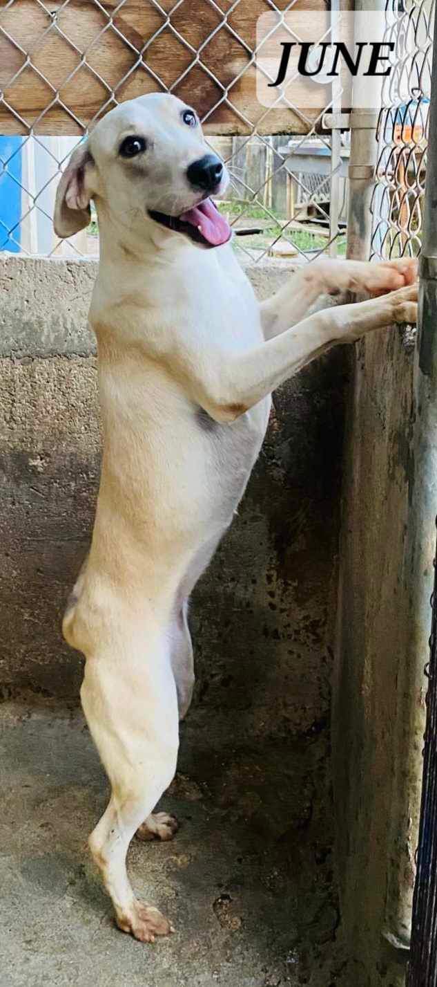 JUNE, a Adoptable mixed breed in Villalba, PR image 2/3