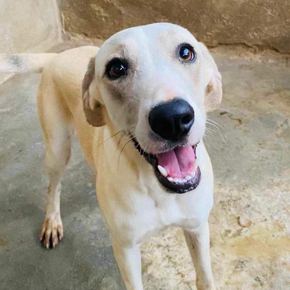 JUNE, a Adoptable mixed breed in Villalba, PR image 1/3