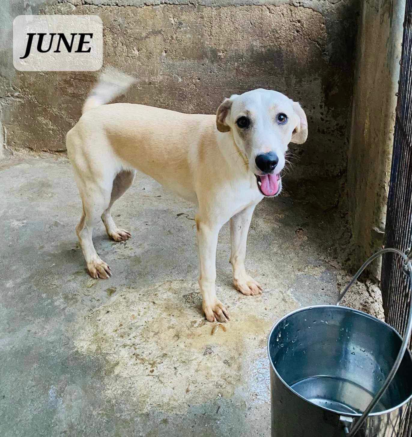 JUNE, a Adoptable mixed breed in Villalba, PR image 3/3