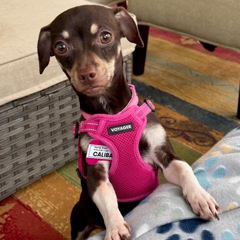 Caliban, Adoptable, Young Female Chihuahua.