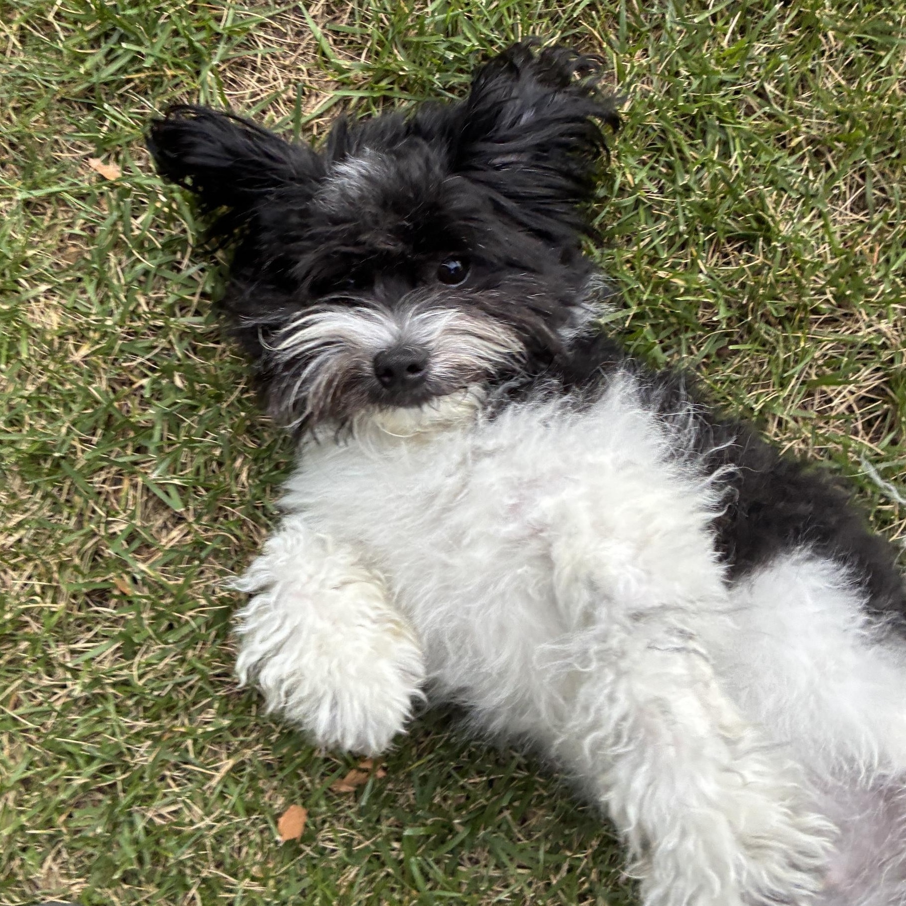 Tux, Adopted, Young Male Bichon Frise.