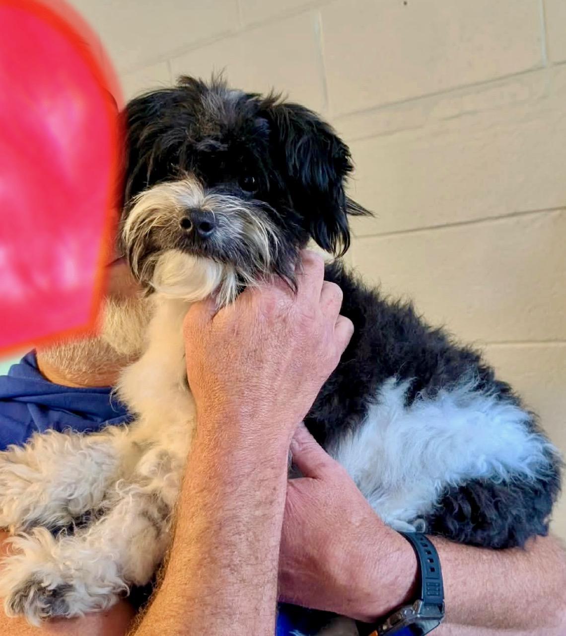 Enlarge Tux, a Adopted Bichon Frise in Richmond, VA image 6/6