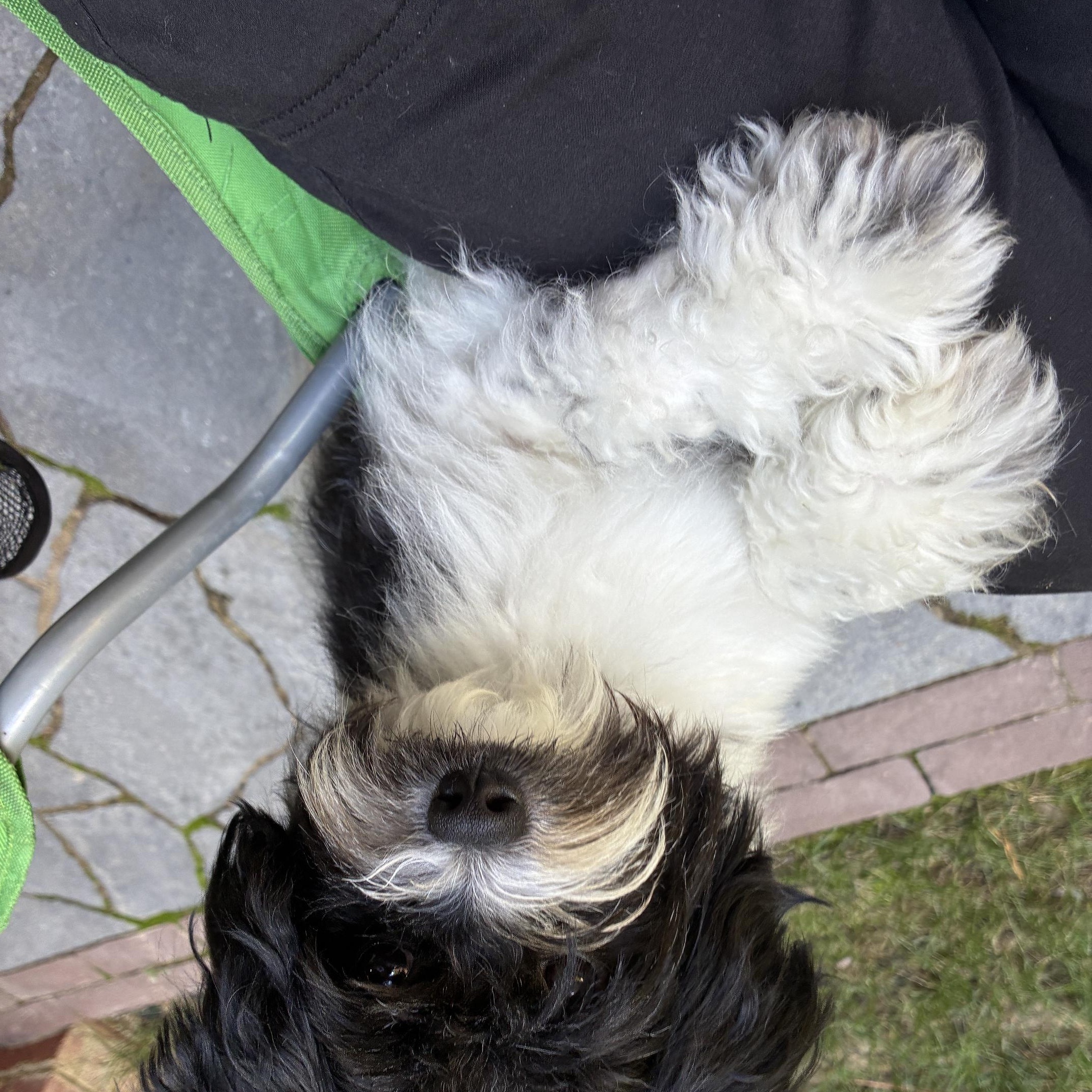 Enlarge Tux, a Adopted Bichon Frise in Richmond, VA image 2/6