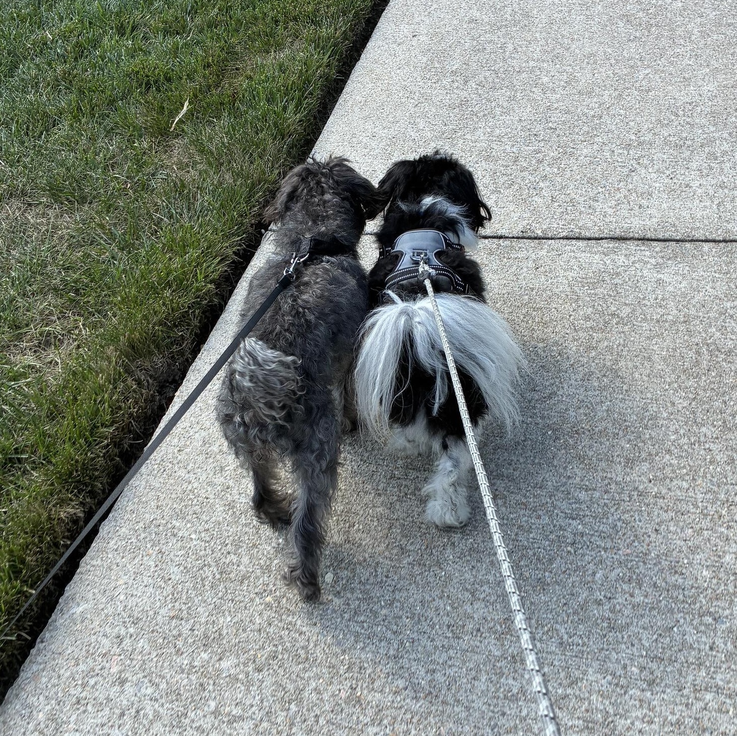 Enlarge Tux, a Adopted Bichon Frise in Richmond, VA image 5/6