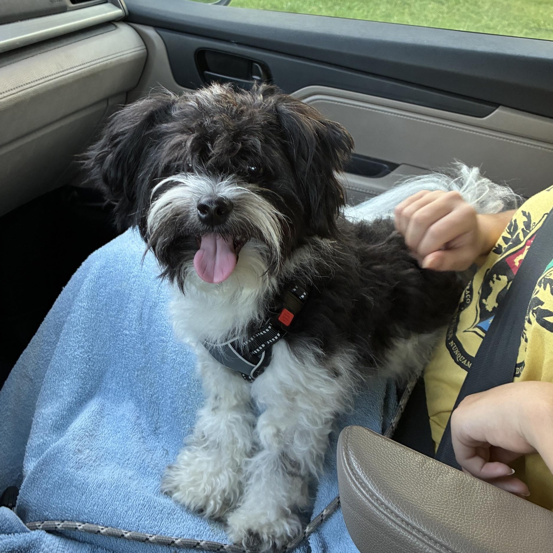 Enlarge Tux, a Adopted Bichon Frise in Richmond, VA image 4/6