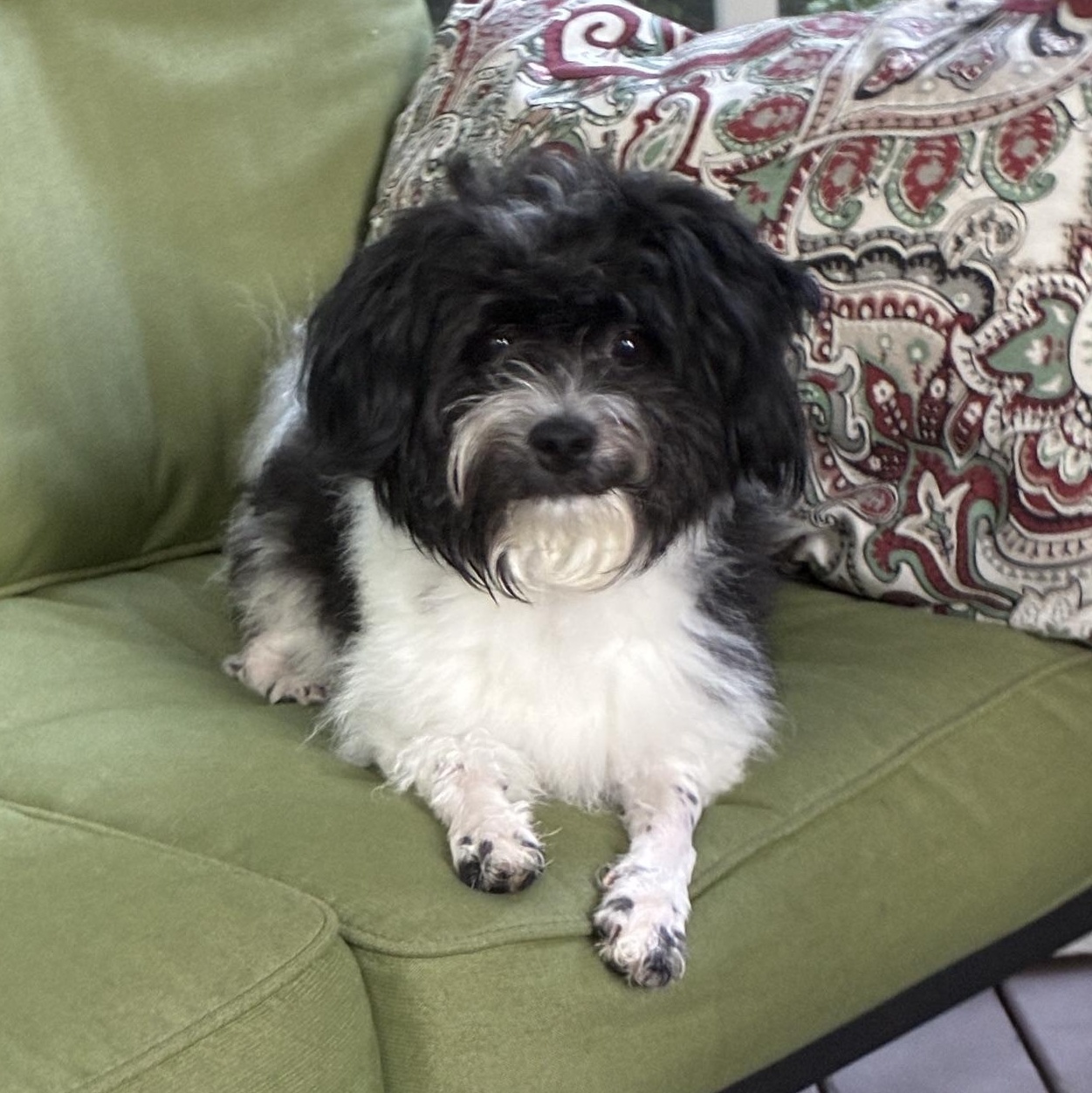 Enlarge Tux, a Adopted Bichon Frise in Richmond, VA image 3/6