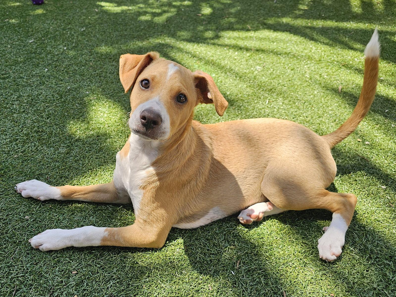Enlarge Mulligan, a Adoptable mixed breed in Mission Viejo, CA image 1/3