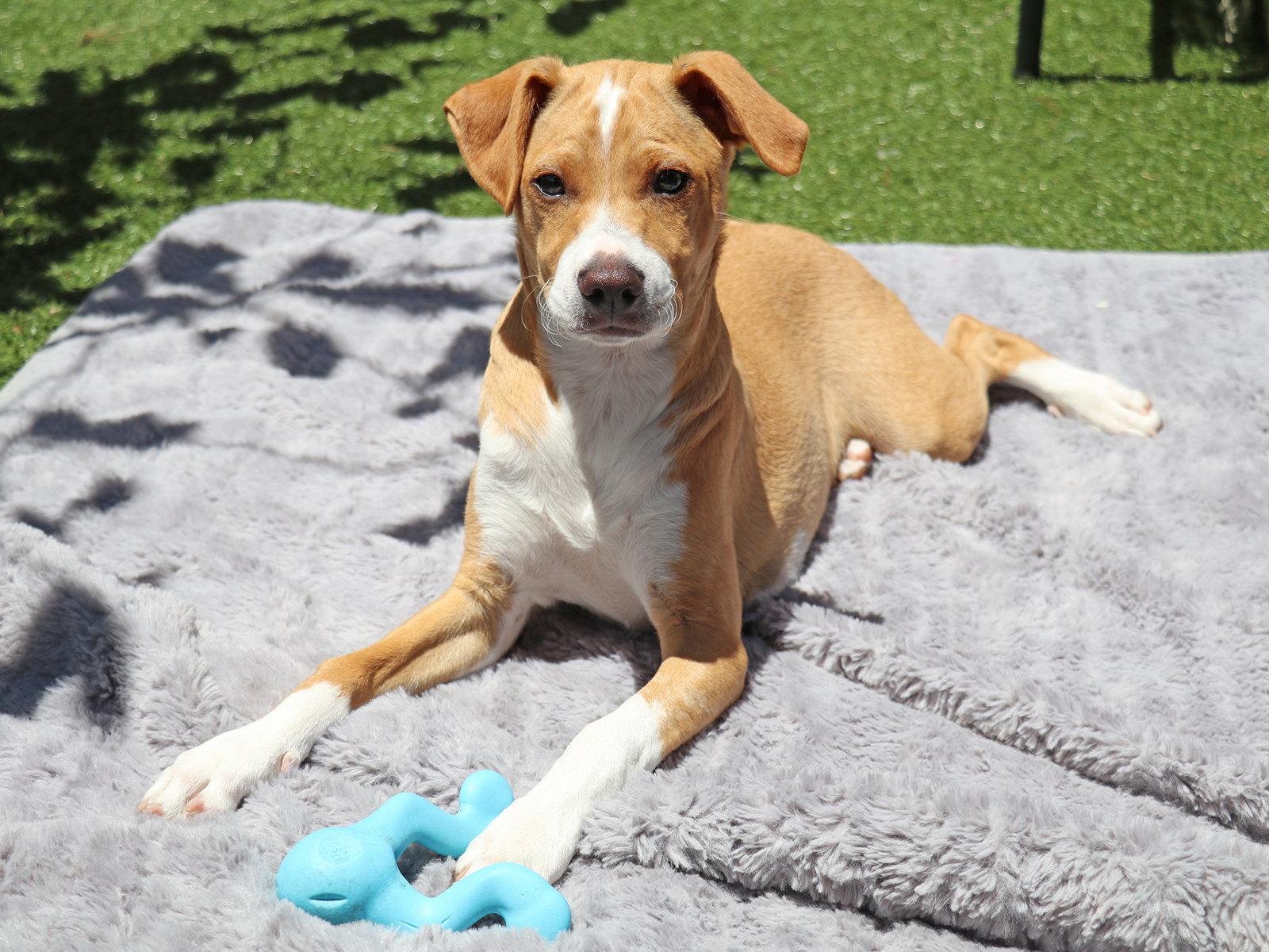 Mulligan, Adoptable, Puppy Male Labrador Retriever & Dachshund.