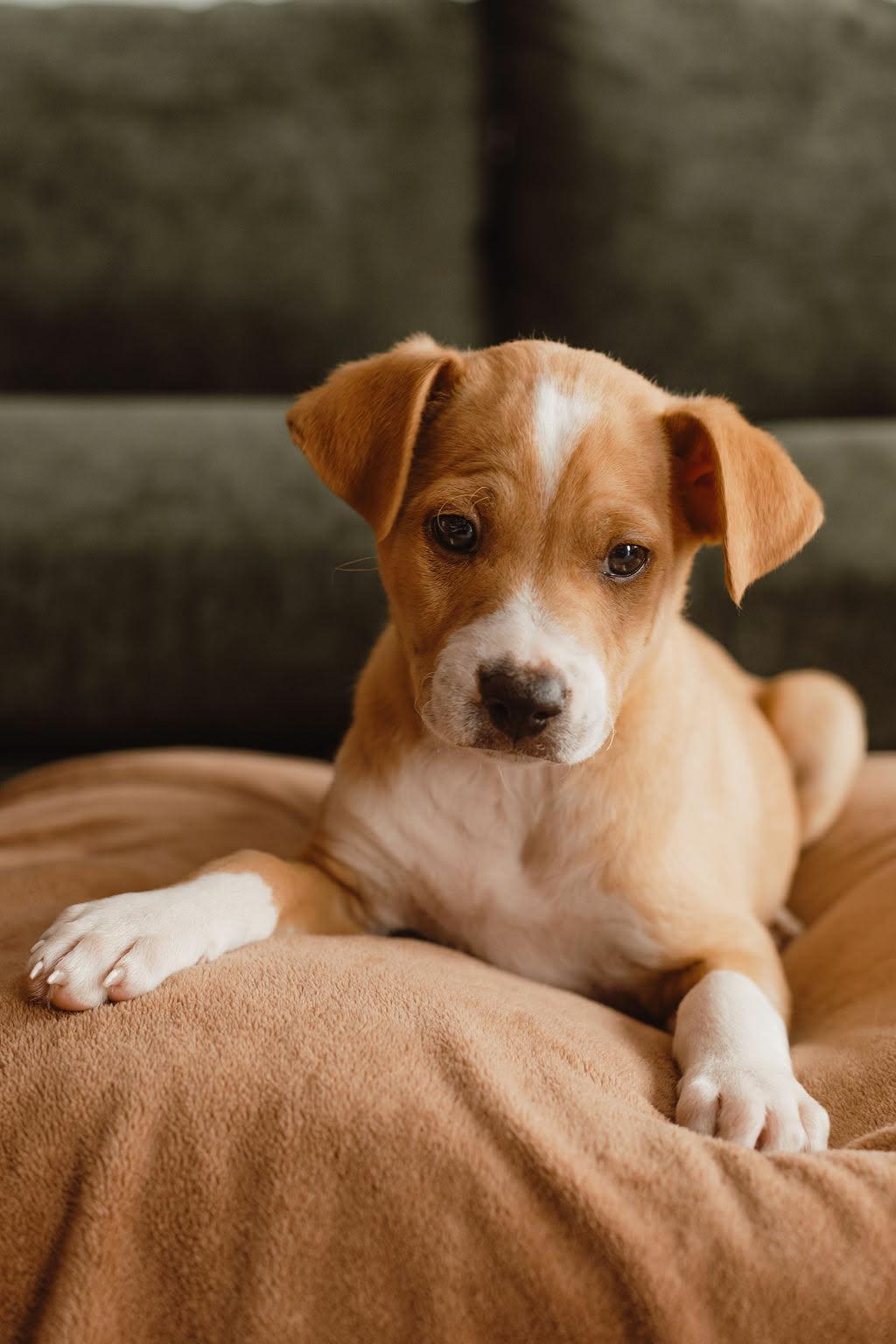 Enlarge Mulligan, a Adoptable Terrier in Mission Viejo, CA image 1/3