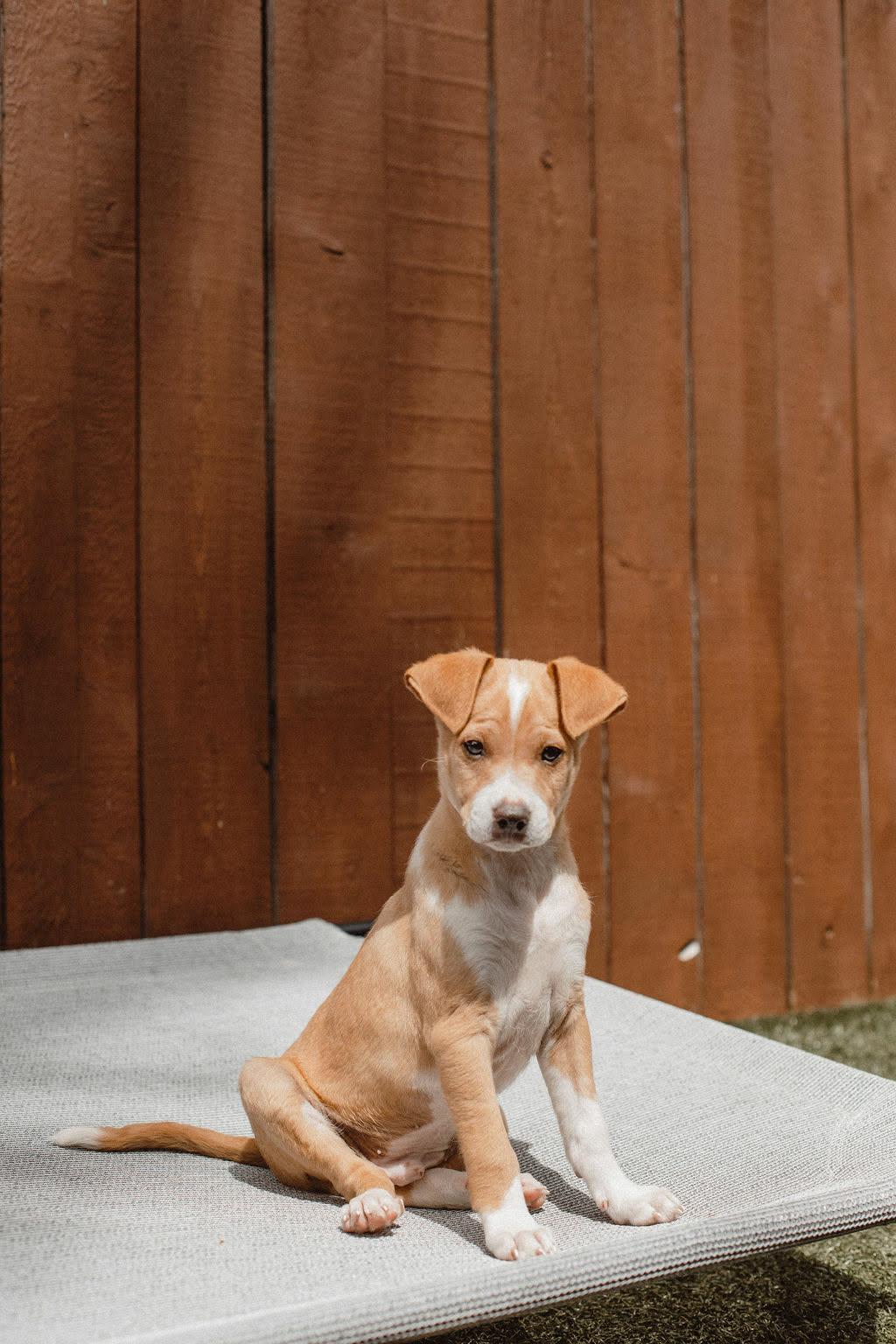 Enlarge Mulligan, a Adoptable Terrier in Mission Viejo, CA image 2/3