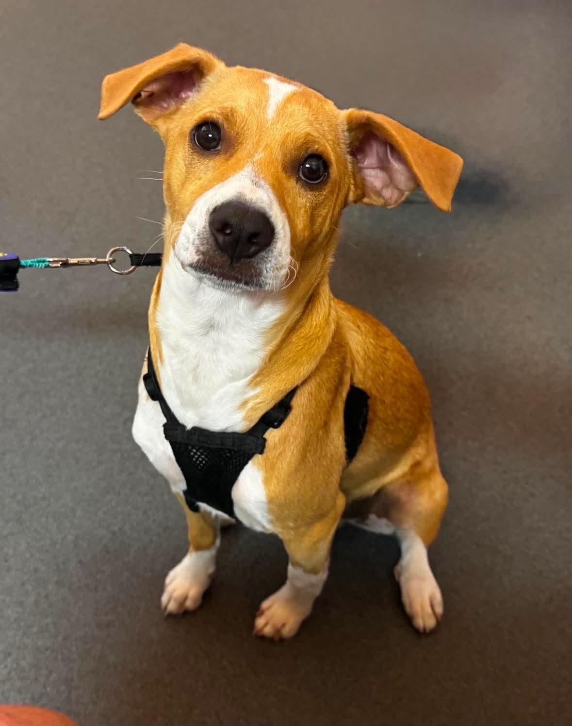 Mulligan, a Adoptable mixed breed in Mission Viejo, CA image 2/3