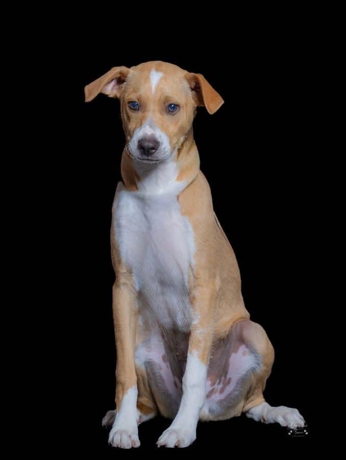 Mulligan, a Adoptable mixed breed in Mission Viejo, CA image 3/3