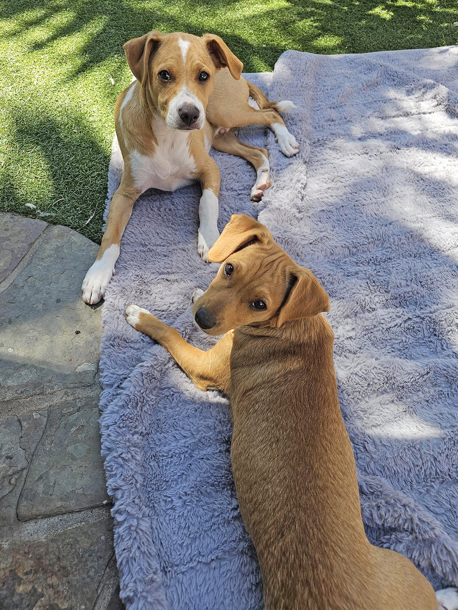 Enlarge Mulligan, a Adoptable mixed breed in Mission Viejo, CA image 3/3