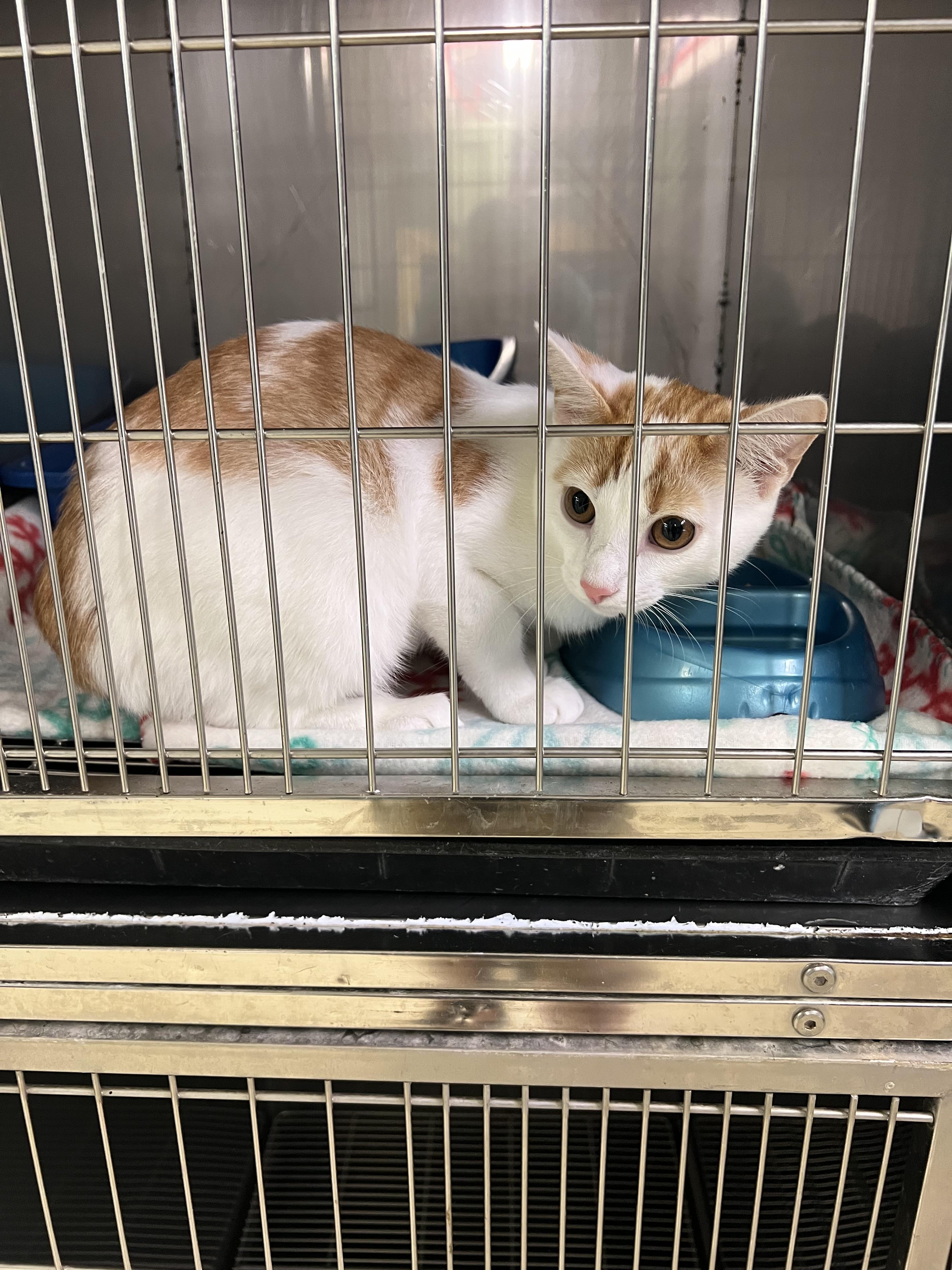 Enlarge Finnian, a Adoptable Oriental Short Hair in sparta, NC image 3/3