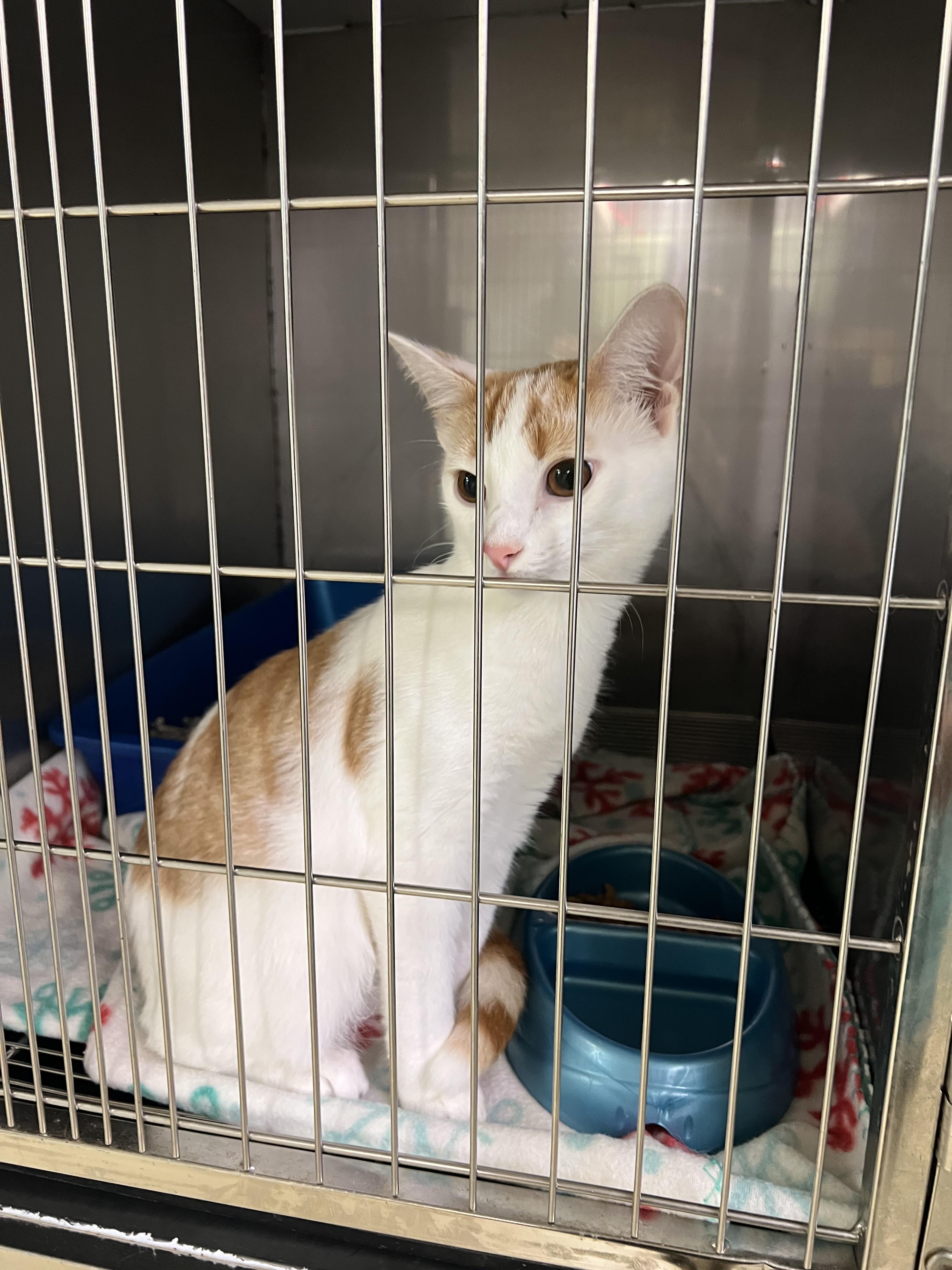 Enlarge Finnian, a Adoptable Oriental Short Hair in sparta, NC image 1/3