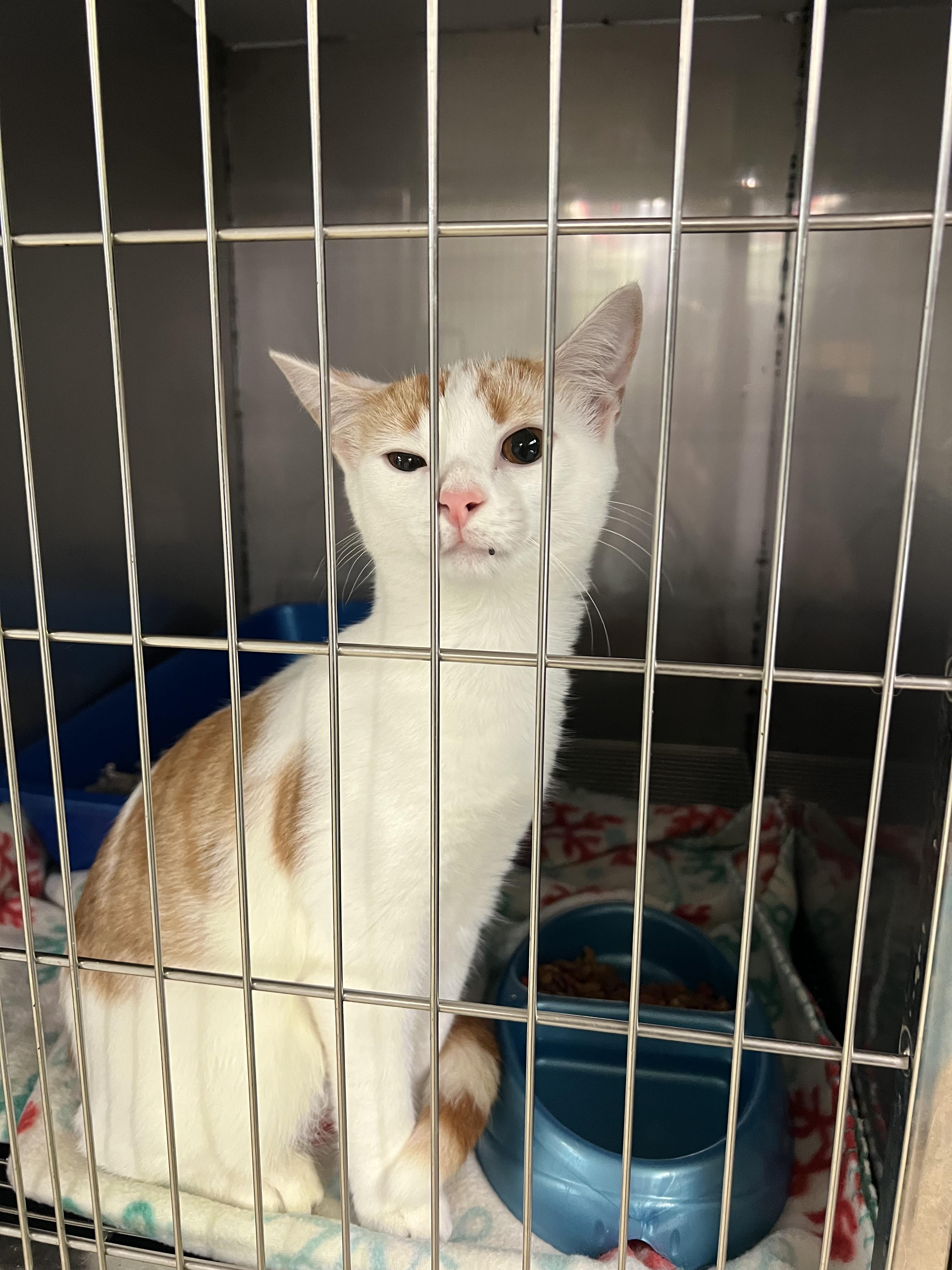 Enlarge Finnian, a Adoptable Oriental Short Hair in sparta, NC image 2/3