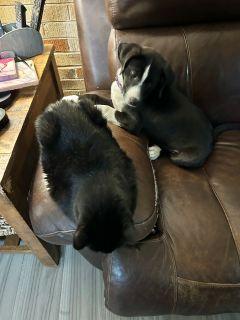 Cleo, a ADOPTABLE Mixed Breed in Schaumburg, IL image 6/6