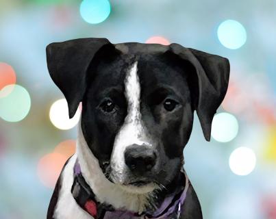 Cleo, a ADOPTABLE Mixed Breed in Schaumburg, IL image 1/6