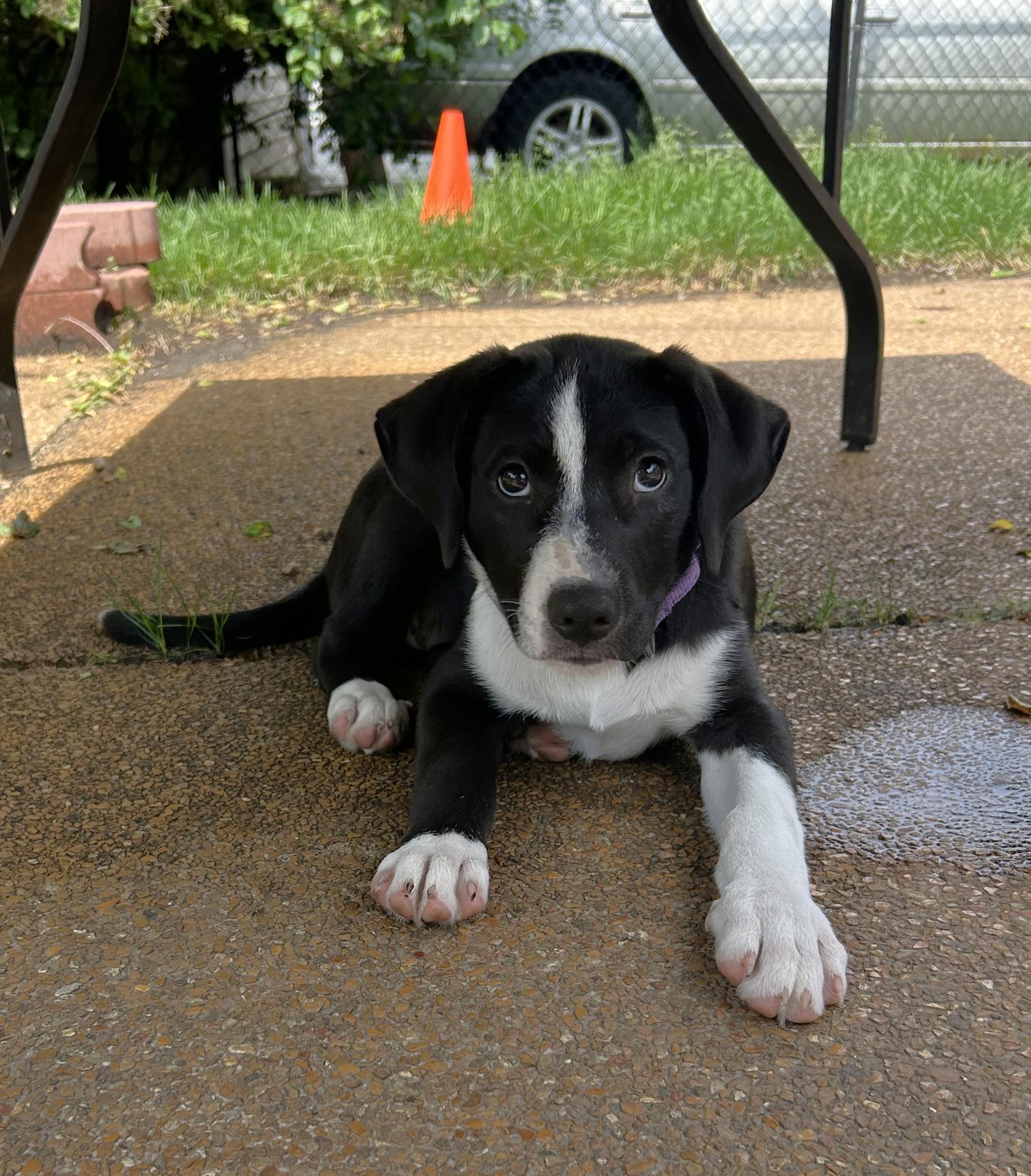 Cleo, a ADOPTABLE Mixed Breed in Schaumburg, IL image 3/6