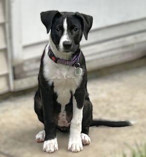 Cleo, a ADOPTABLE Mixed Breed in Schaumburg, IL image 4/6