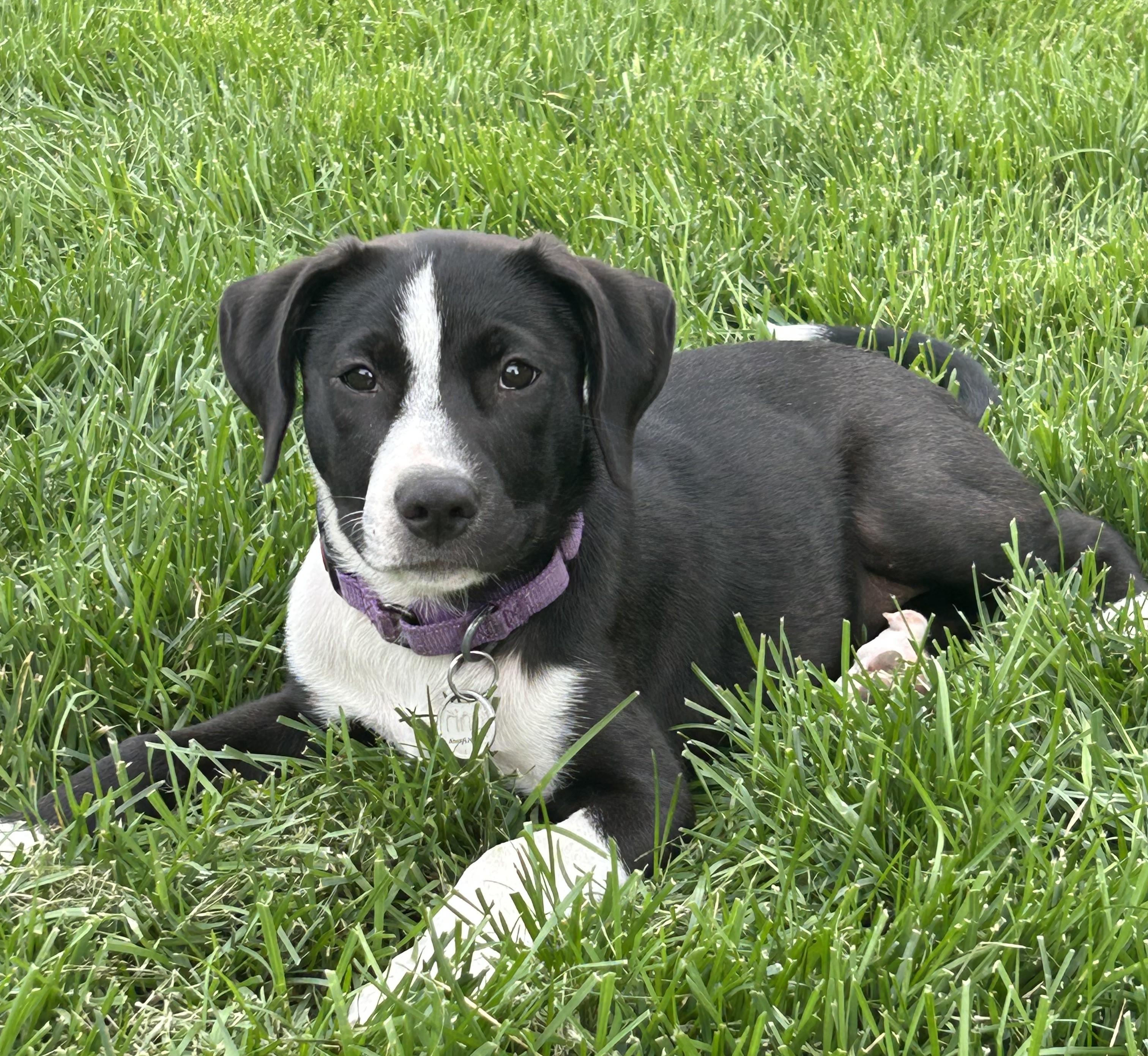 Cleo, a ADOPTABLE Mixed Breed in Schaumburg, IL image 2/6