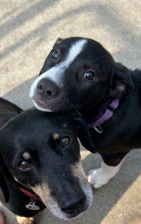 Cleo, a ADOPTABLE Mixed Breed in Schaumburg, IL image 5/6