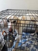 Enlarge Turks, a Adoptable mixed breed in Clayton, GA image 1/1