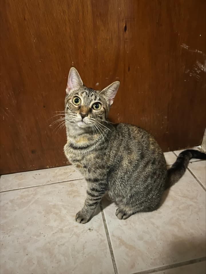 Enlarge Saturn, a Adoptable Domestic Short Hair in Crockett, CA image 1/2