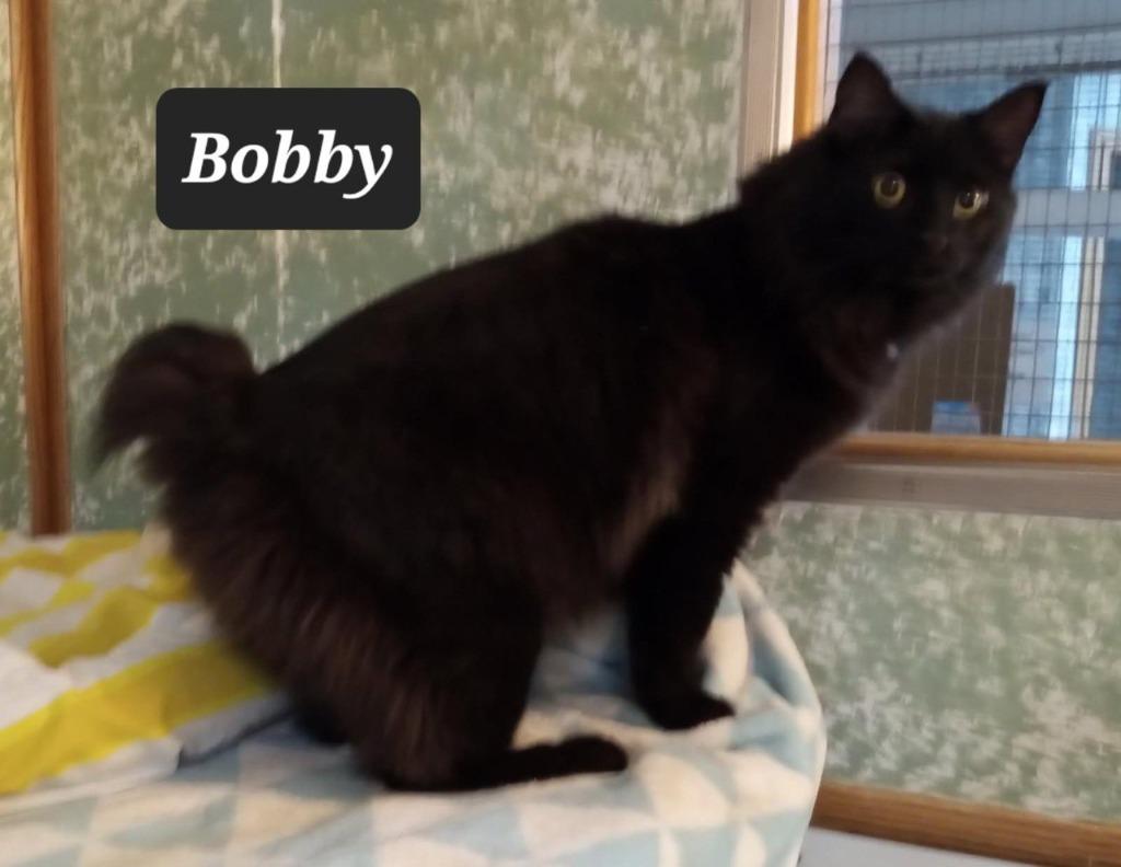 Enlarge Bobby, a Adoptable mixed breed in Buffalo, MO image 1/1