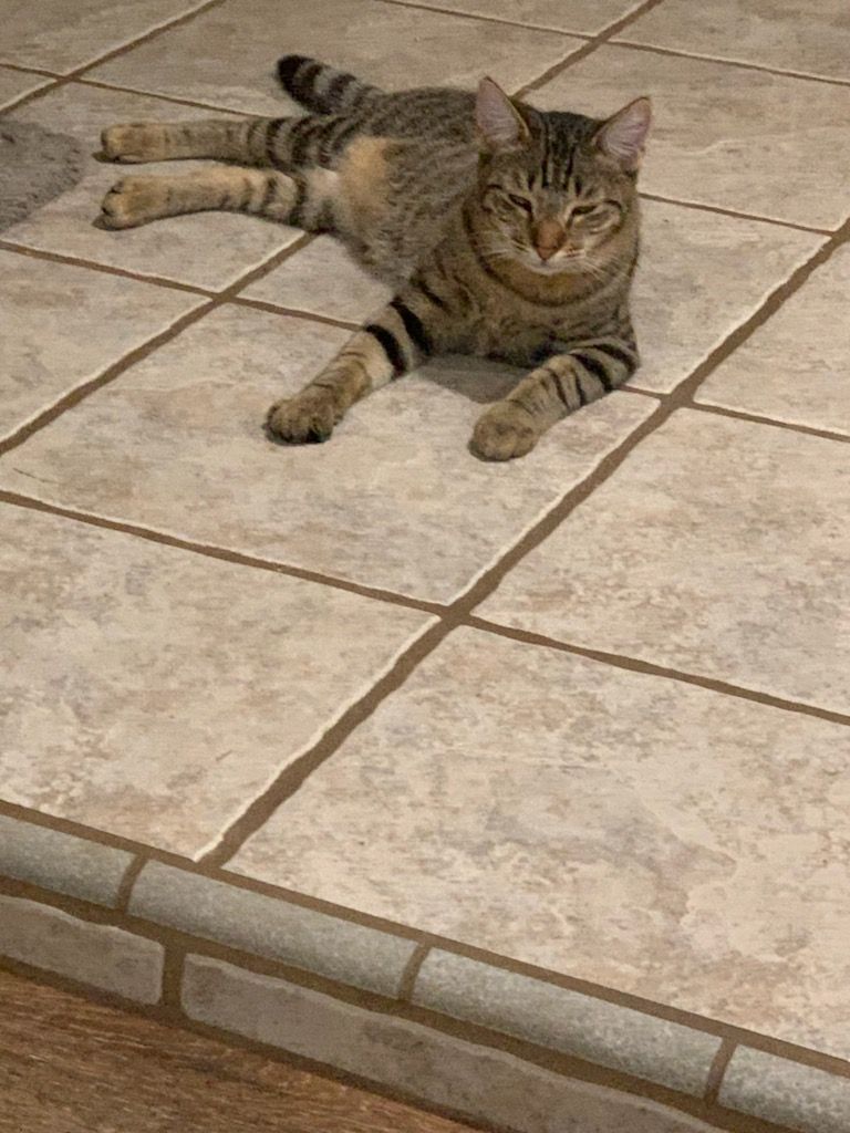 Jake, a Adoptable mixed breed in Mission Viejo, CA image 1/2