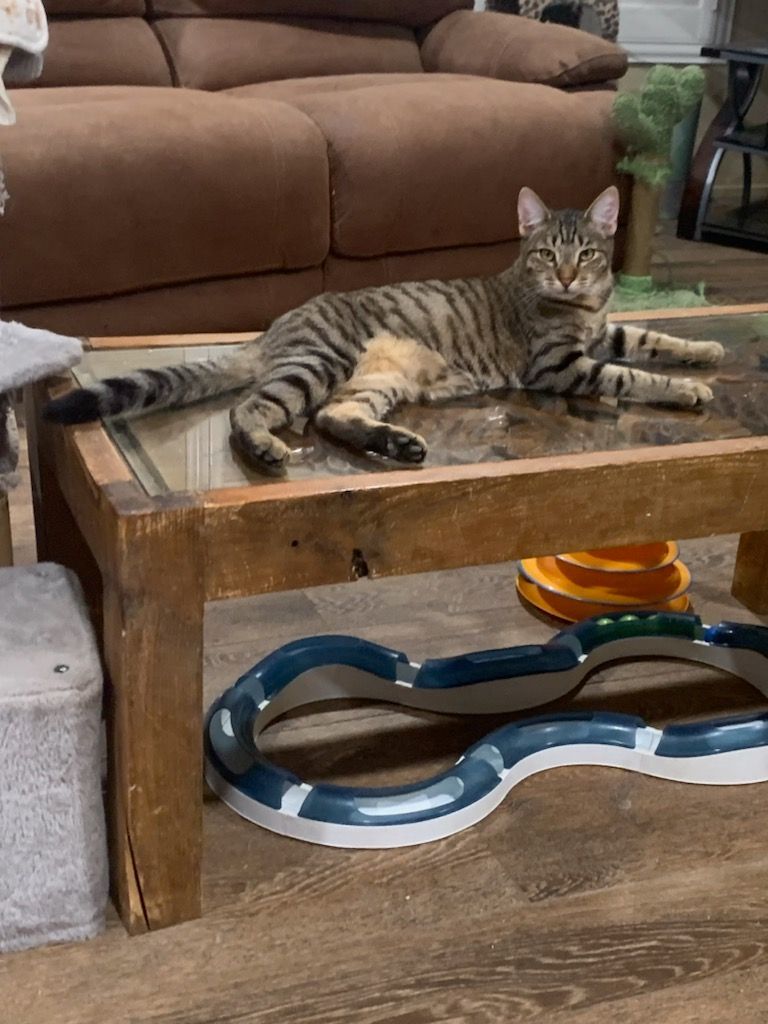 Jake, Adoptable, Young Male Tabby.