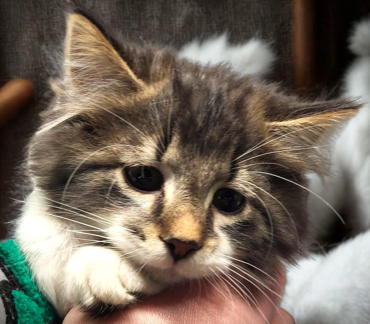 Enlarge Ace, a ADOPTABLE Domestic Long Hair in Mankato, MN image 1/2