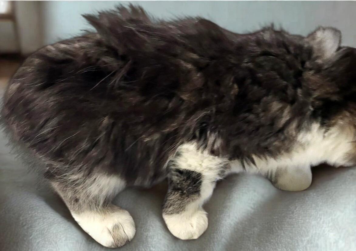 Enlarge Ace, a ADOPTABLE Domestic Long Hair in Mankato, MN image 2/2