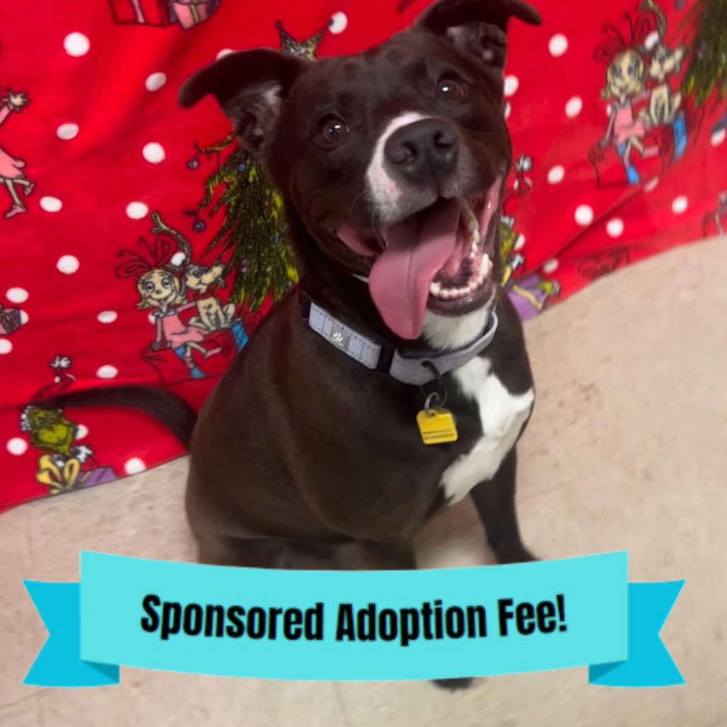 Ayme, Adoptable, Adult Female Terrier.