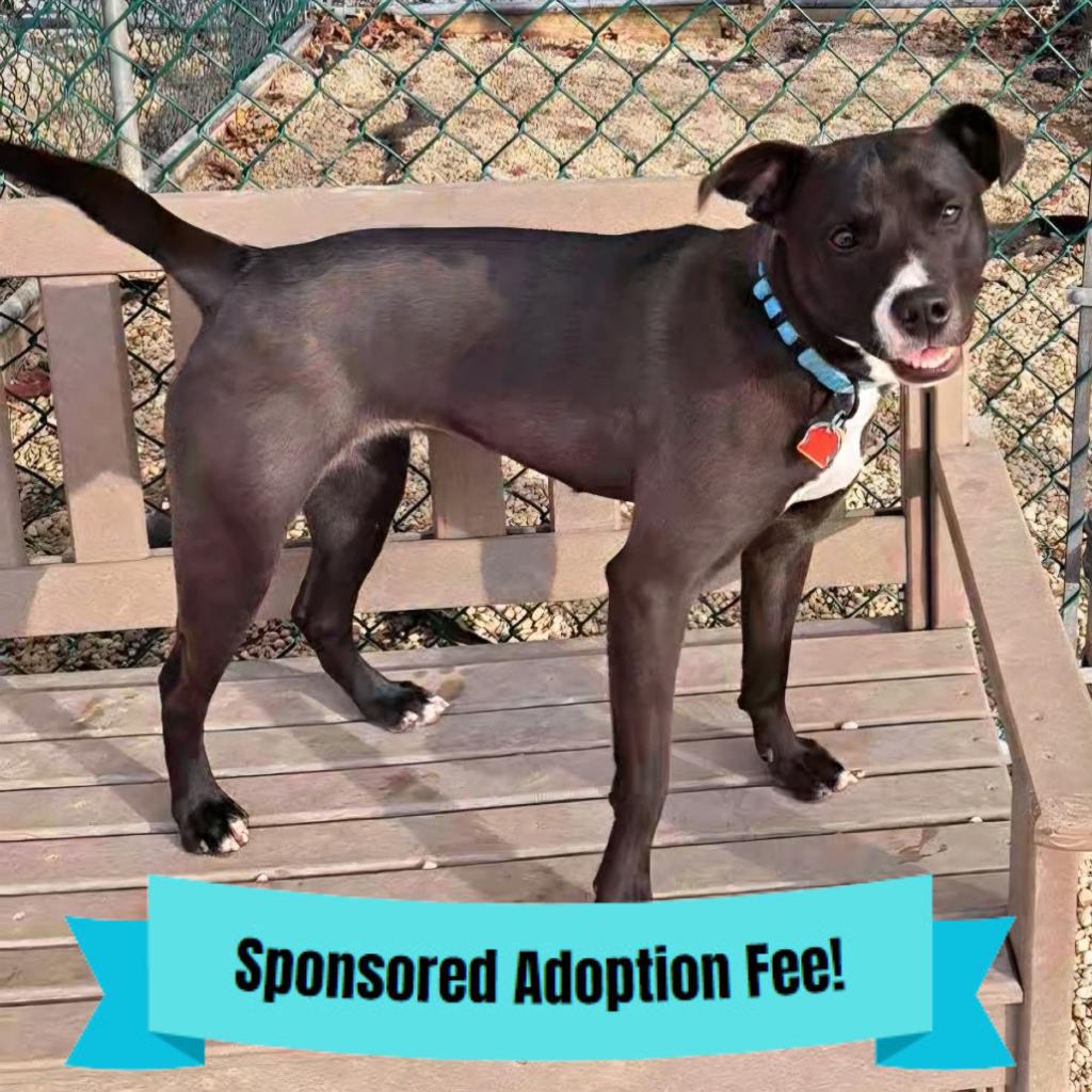 Ayme, Adoptable, Adult Female Terrier.