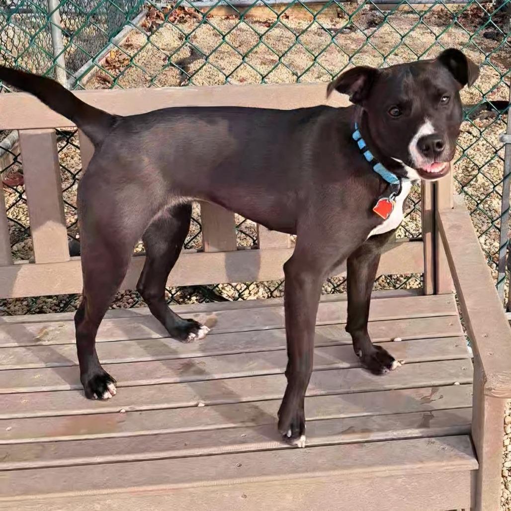 Enlarge Ayme, a Adoptable mixed breed in Novelty, OH image 2/4