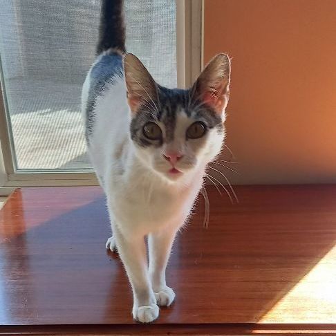 Amy - Adopted!, a Adopted mixed breed in Cordes Lakes, AZ image 3/5