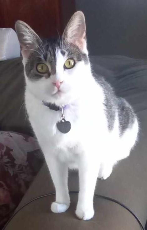 Amy - Adopted!, a Adopted mixed breed in Cordes Lakes, AZ image 5/5