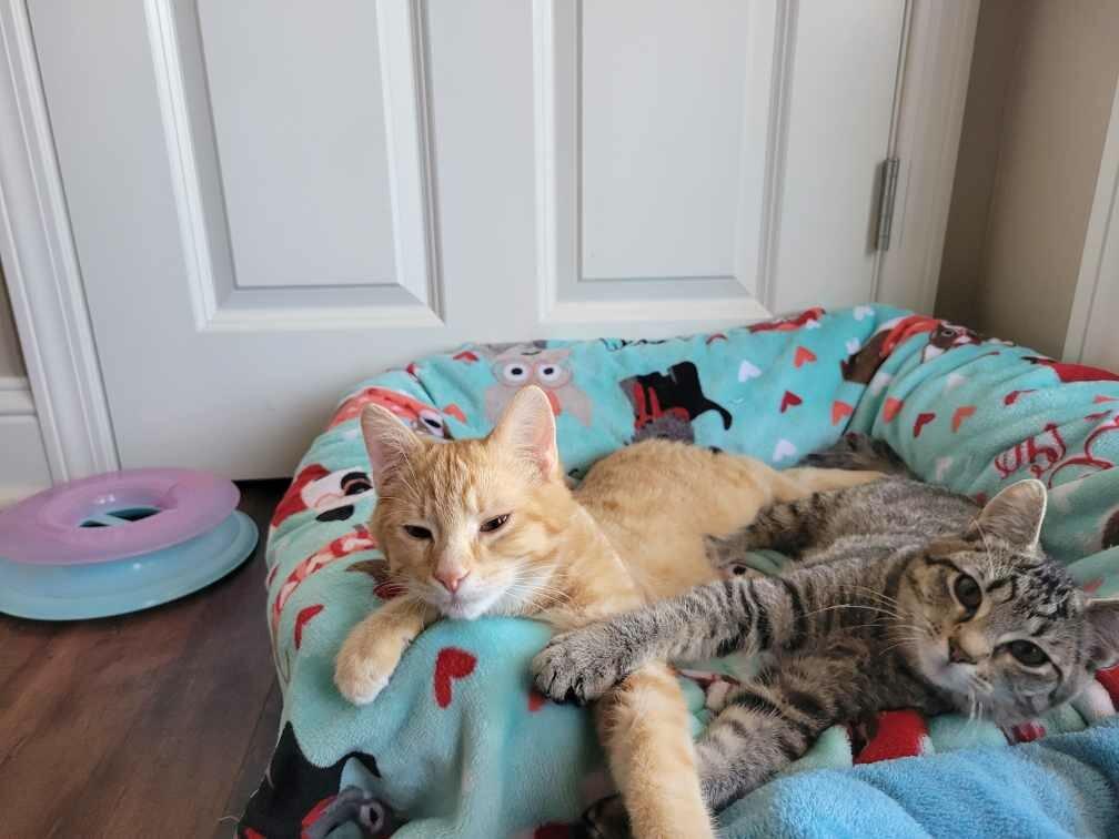 Potter & Weasley! , adopted, Kitten Male Tabby.