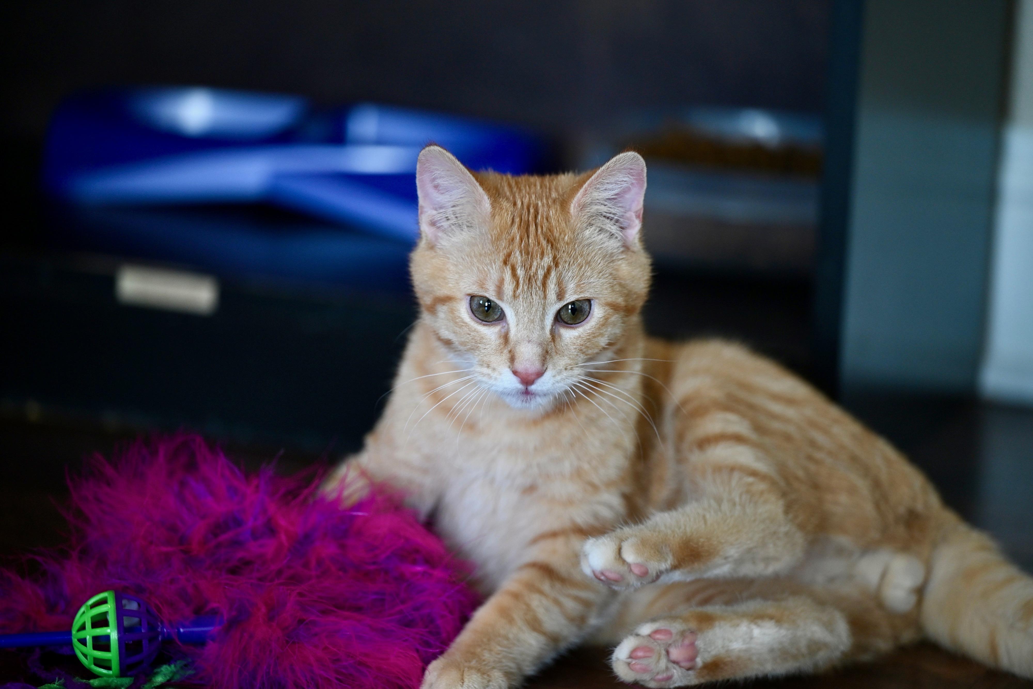 Enlarge Potter & Weasley! , an adopted Tabby in Hooksett, NH image 2/5