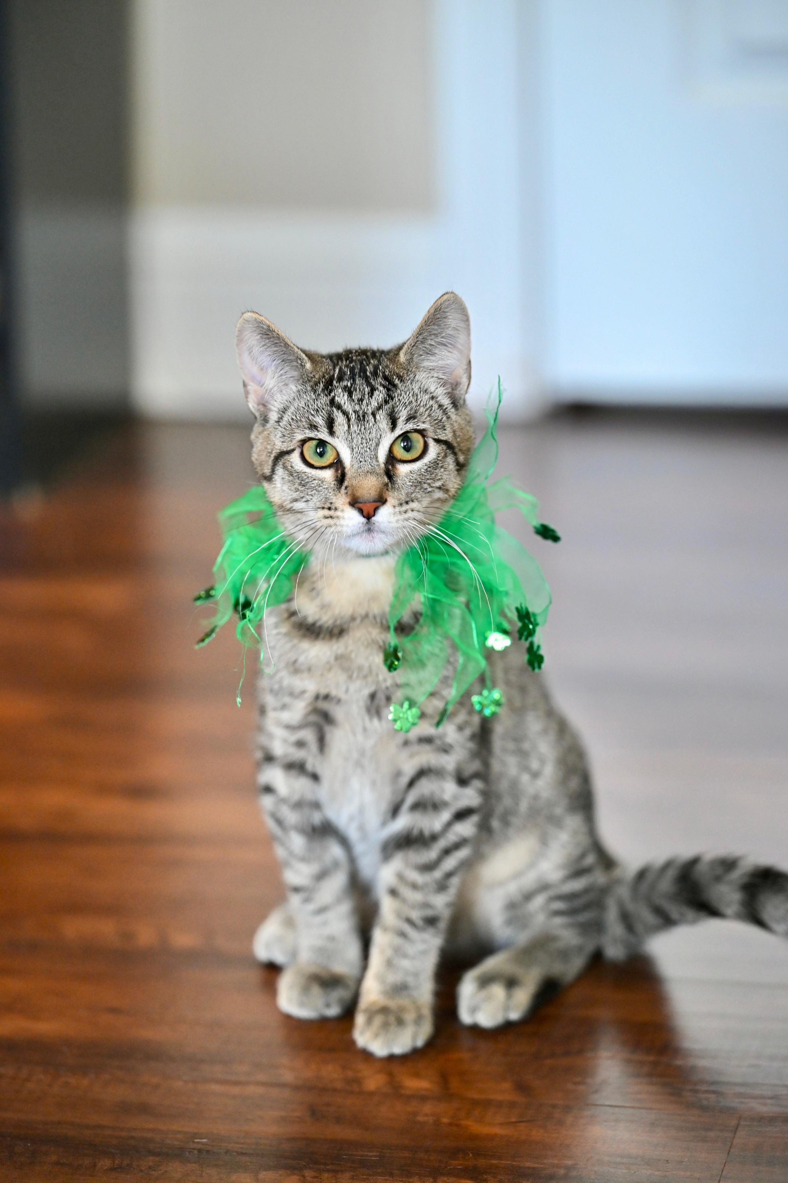 Enlarge Potter & Weasley! , an adopted Tabby in Hooksett, NH image 4/5