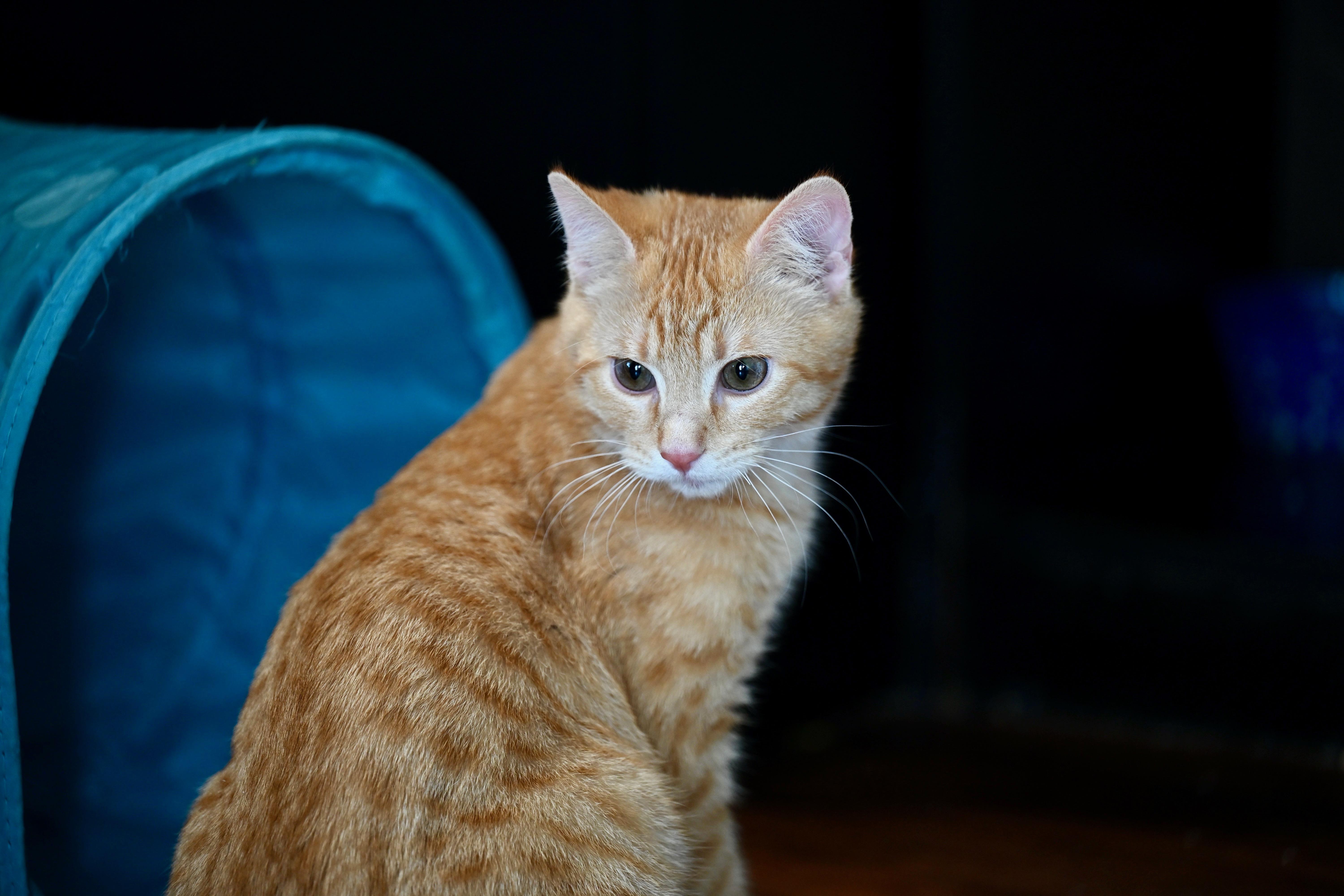 Enlarge Potter & Weasley! , an adopted Tabby in Hooksett, NH image 3/5