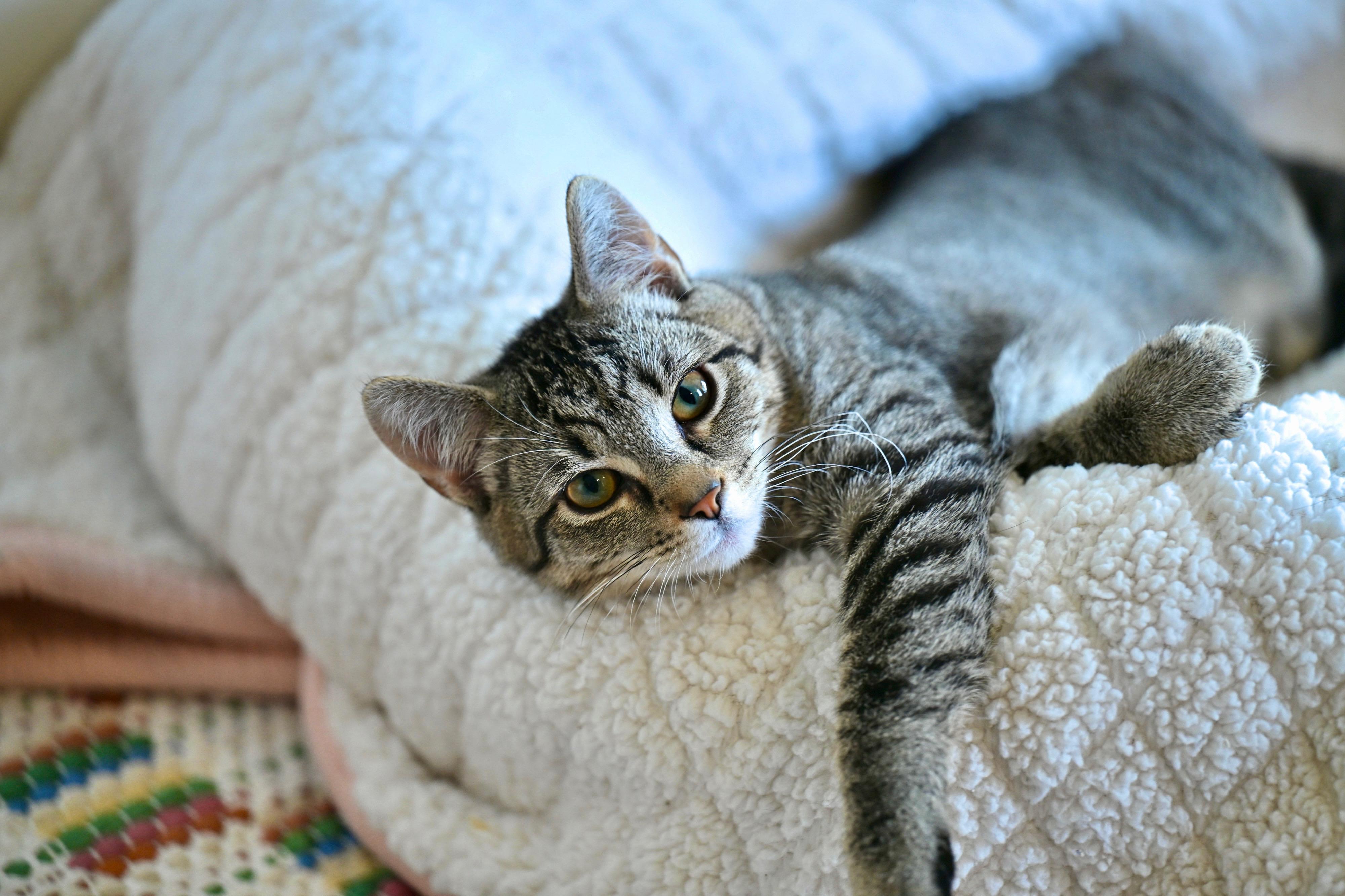 Enlarge Potter & Weasley! , an adopted Tabby in Hooksett, NH image 5/5