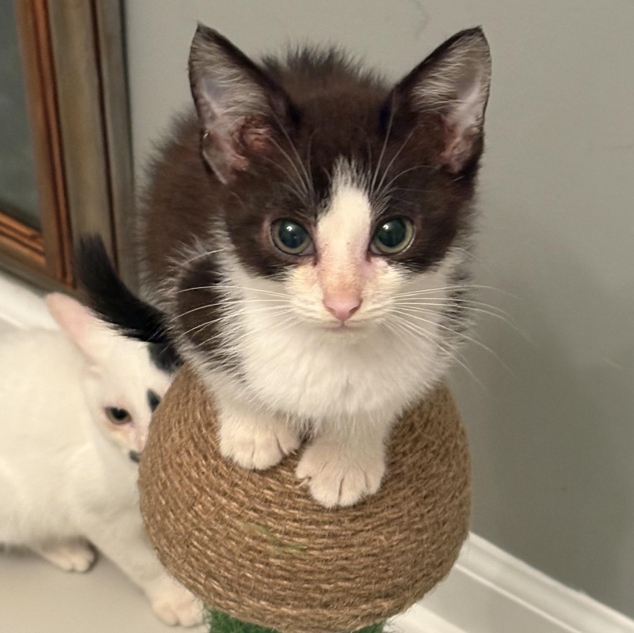 Enlarge Buster Brown, a Adoptable Domestic Short Hair in Hickory, NC image 1/5