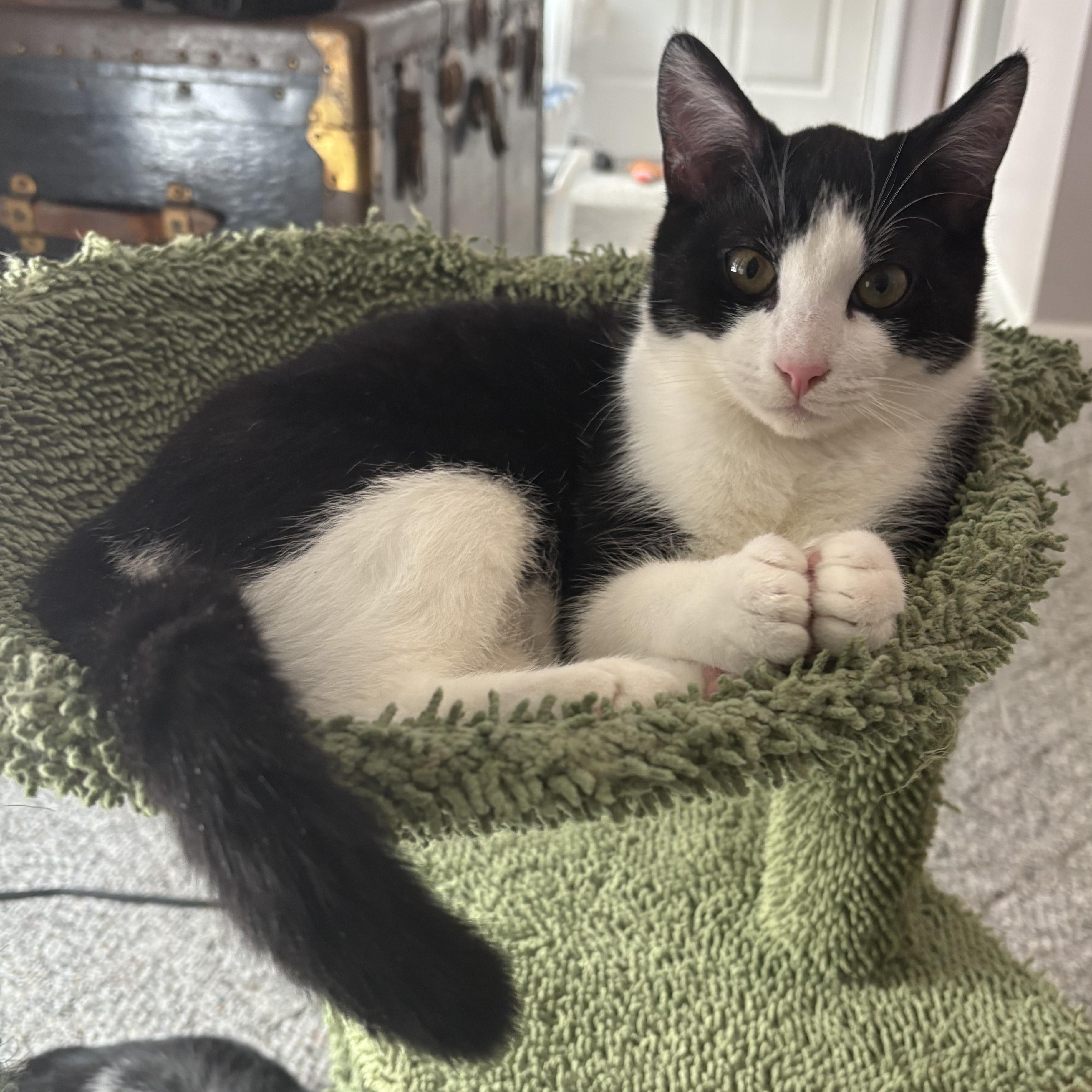 Enlarge Buster Brown, a Adoptable Domestic Short Hair in Hickory, NC image 1/6