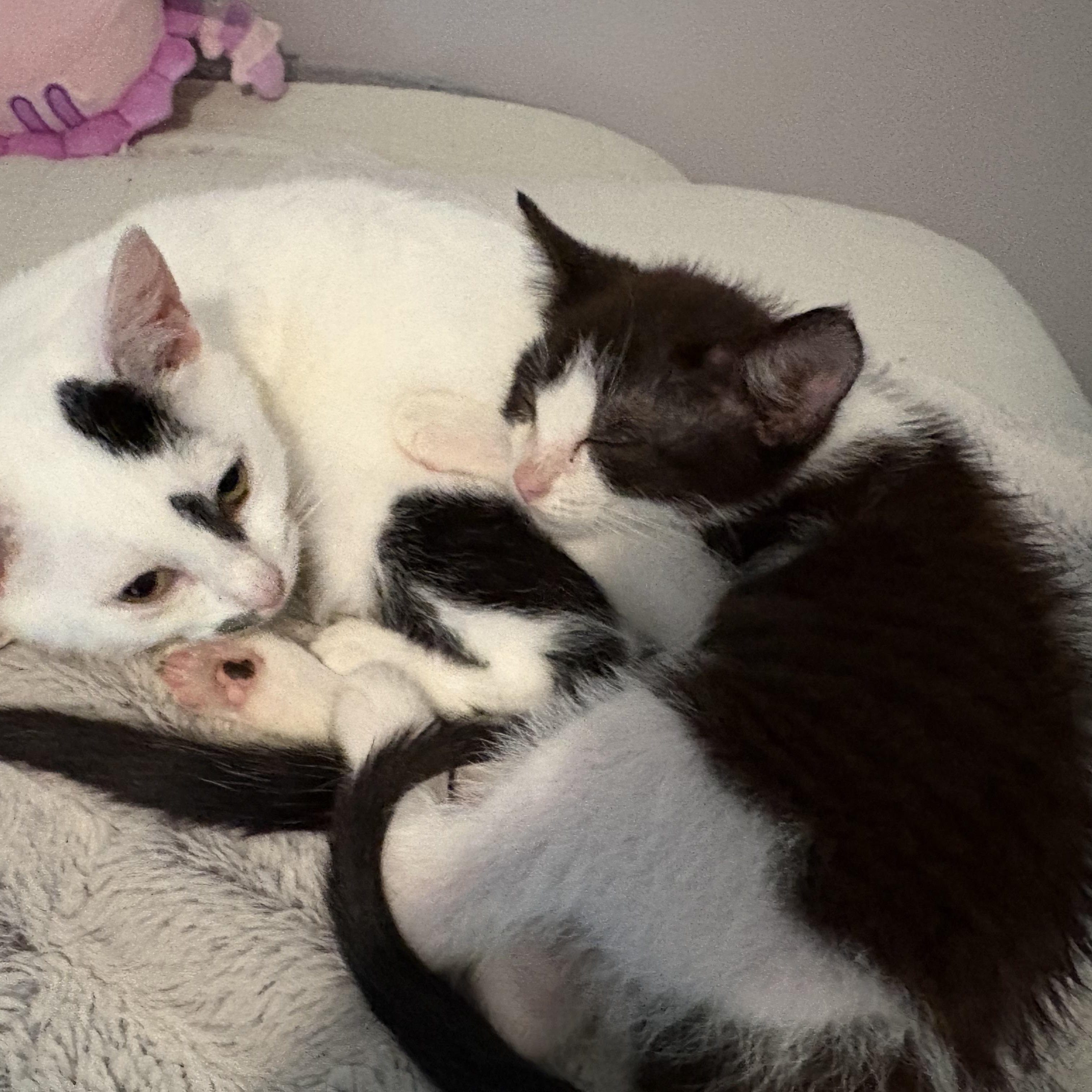 Enlarge Buster Brown, a Adoptable Domestic Short Hair in Hickory, NC image 4/5