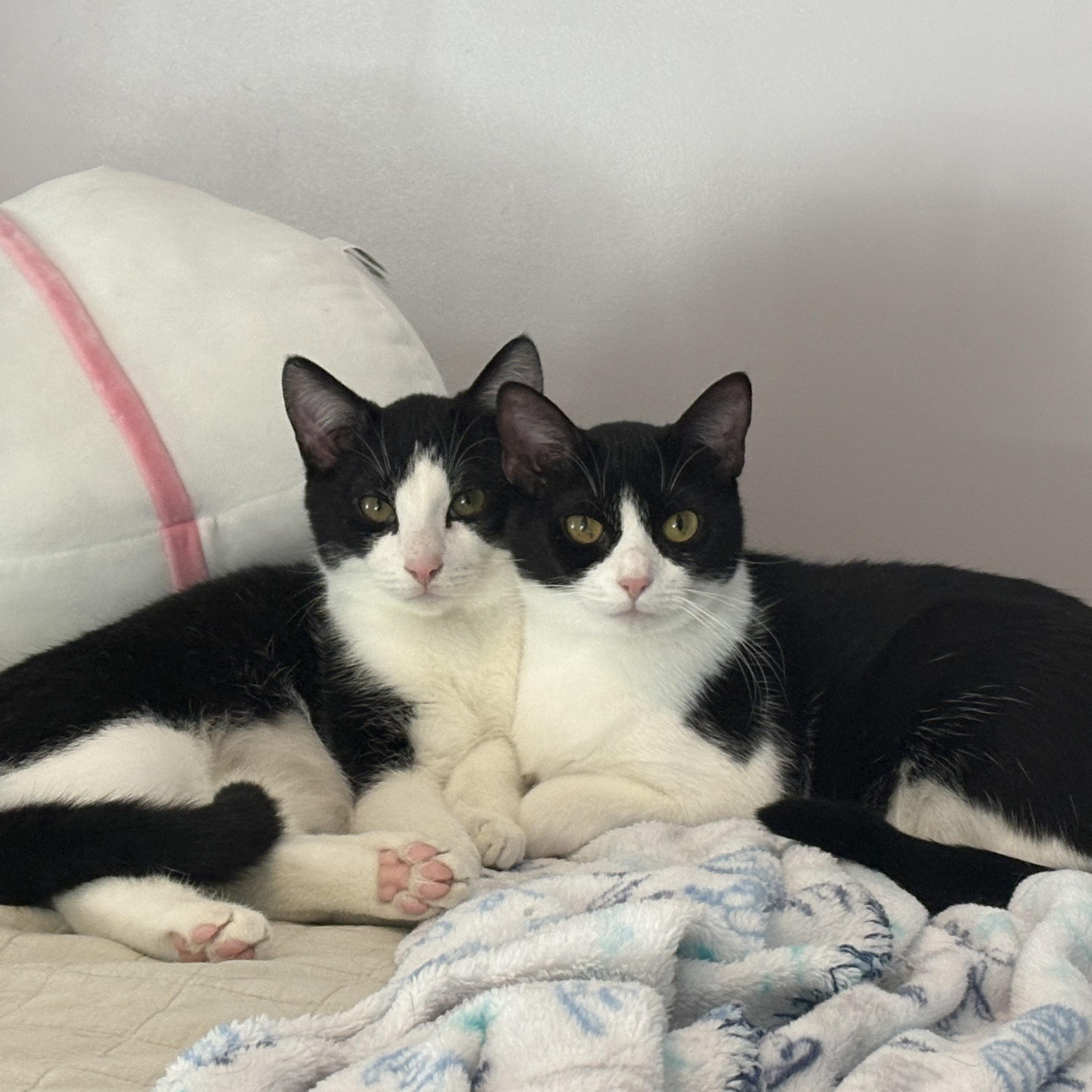 Enlarge Buster Brown, a Adoptable Domestic Short Hair in Hickory, NC image 2/6